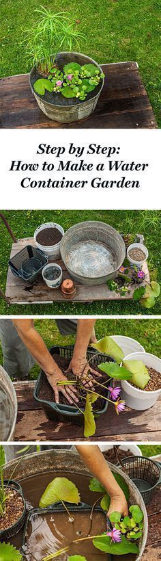 the steps to planting water lilies in a potted planter on a wooden table