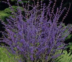 purple flowers are growing in the green grass