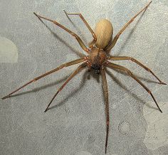 a brown recluse spider with the words brown recluse spider on it