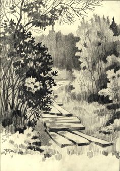 a pencil drawing of a path in the woods