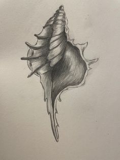 a pencil drawing of a sea shell