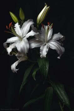 three white lilies with green leaves on a black background in the dark, close up