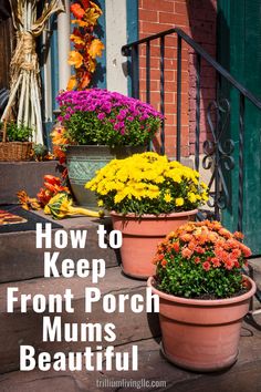 three potted flowers sitting on the steps with text overlay that reads how to keep front porch mums beautiful