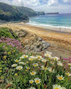 the beach is full of wildflowers and people in the distance are on the water