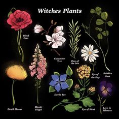 an image of different types of flowers on a black background with caption that says, witches plants