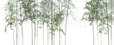 several tall bamboo trees with green leaves against a white background