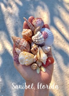 a hand holding several different seashells in it's palm, with the caption sanibe florida