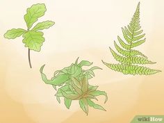 a plant with green leaves on it and another plant with brown leaves in the background