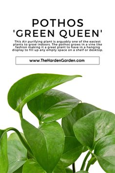 a green plant with the words pothos'green queen on it, and an image of