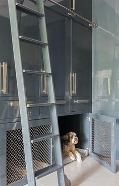 a dog is sitting in the bottom bunk of a loft bed with a ladder leading up to it