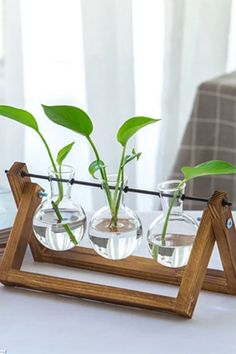 three plants in small glass vases on a wooden stand with water and books nearby