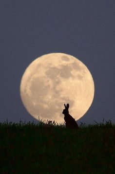 a rabbit is silhouetted against the full moon on a hill in front of grass