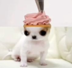 a small white dog with a pink cupcake on its head