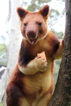 a brown and white bear standing on its hind legs holding a piece of wood in it's paws