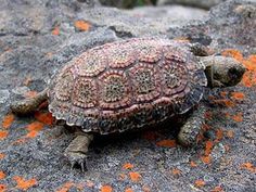 a small turtle sitting on top of a rock covered in lichen and orange moss