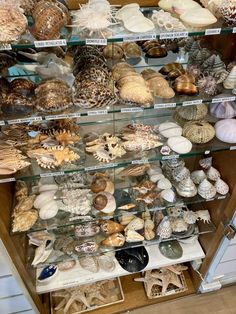 a display case filled with lots of different types of seashells