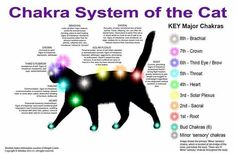 Pet Healing, Katt Grejer, Chakra Chart, Animal Reiki, Chakra System, Reiki Master, Healthy Ideas