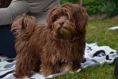 a small brown dog standing on top of a blanket next to a persons leg in the grass