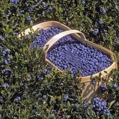 blueberries are in a wooden basket on the ground