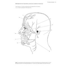 an image of the head and neck with labels on it, labeled in black ink