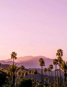 palm trees and mountains in the background at sunset