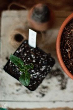 a potted plant sitting on top of a table next to a small piece of paper