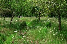 a grassy field with trees and flowers in the foreground