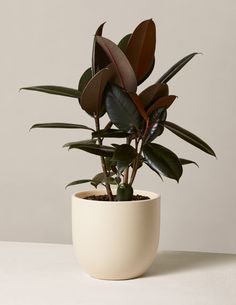 a potted plant with green and red leaves in it on a white countertop