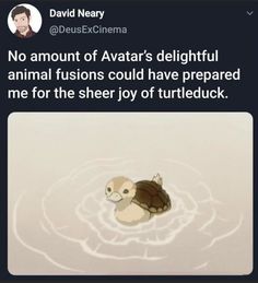 a tweet with an image of a turtle on it