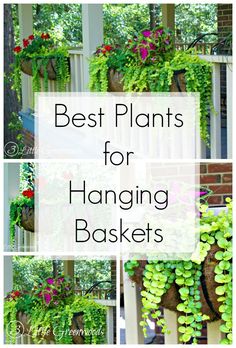 the best plants for hanging baskets