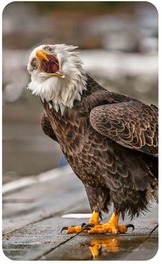 an eagle sitting on the ground with its mouth open