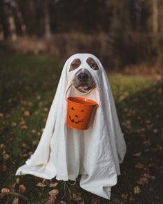 a dog dressed up as a ghost with a bucket in its mouth for trick or treat