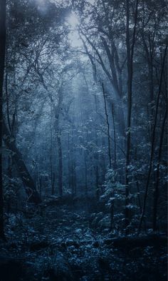 a forest filled with lots of trees covered in fog