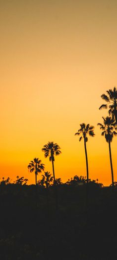 palm trees are silhouetted against an orange sky