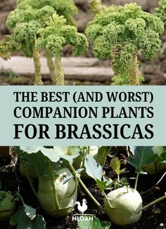 the best and worst companion plants for brassicas in your garden or yard, including broccoli