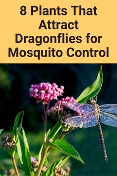 a dragonfly sitting on top of a purple flower with the words 8 plants that attract dragonflies for mosquito control