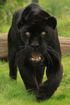 a large black panther walking across a lush green field