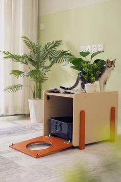 a cat sitting on top of a wooden cabinet next to a potted plant