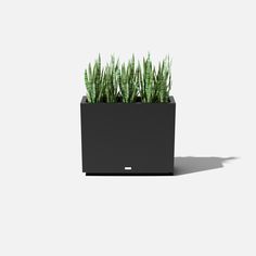 a black planter with green plants in it