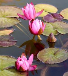 two pink water lilies floating on top of lily pads