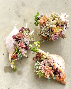 three different types of succulents are on the cement floor next to each other