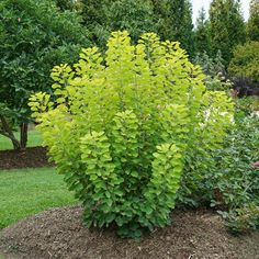 a bush with green leaves is in the middle of some dirt and grass, surrounded by trees