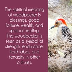 spiritual meaning, spirituality, spiritual, woodpecker, animal symbolism Woodpecker Spiritual Meaning, Woodpecker Meaning, Woodpecker Symbolism, Symbols Of Loyalty, Spirit Guide Signs, Spiritual Cards, Native American Zodiac, Witchy Mama, Totem Animals