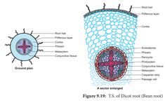 an animal cell diagram shows the structure and function of its cells, including the cross section