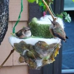 two small birds perched on top of a bird feeder hanging from a tree branch in front of a house