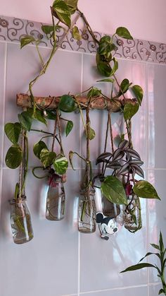 there are many plants in glass jars hanging on the wall next to eachother