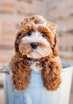 a dog is sitting in a bucket with its head hanging over it's shoulder