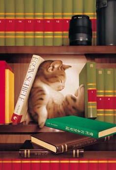 a cat sitting on top of a bookshelf next to two stacks of books