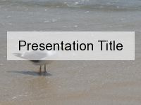 a seagull is standing in the water at the beach with a sign that says presentation title