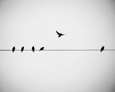 several birds sitting on an electric wire and one bird is flying in the sky behind them